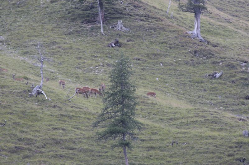 cervi nel parco nazionale svizzero